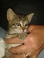Fufi
